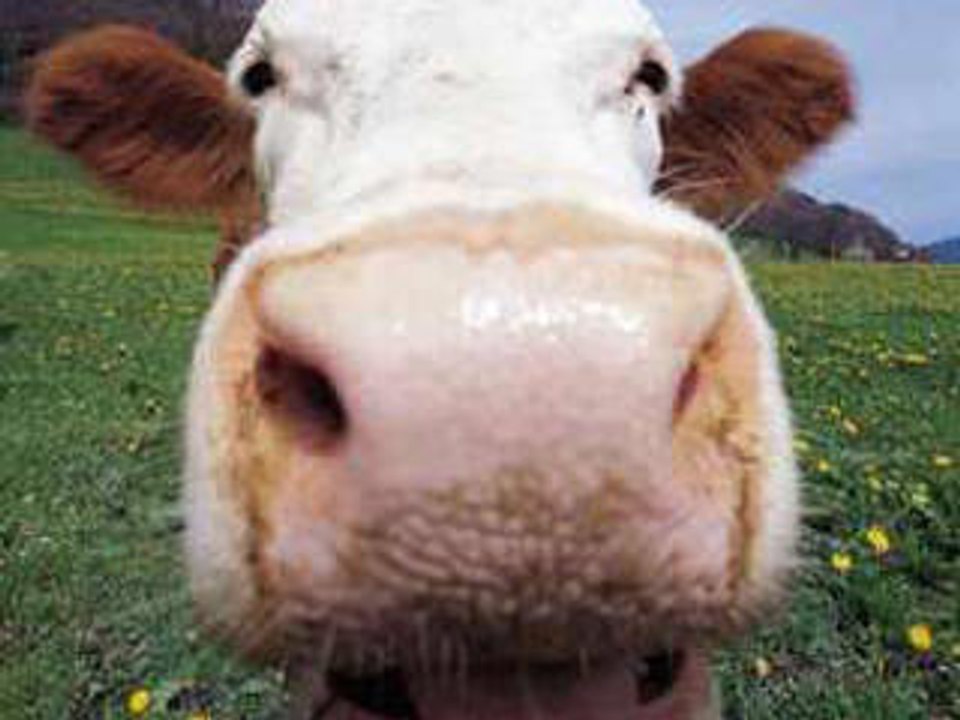 Cindy sanders - Papillon de lumiere parodie