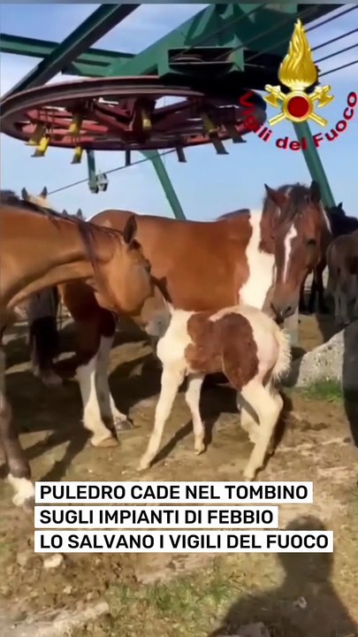 Puledro cade in un tombino a Febbio, salvato dai Vigili del Fuoco