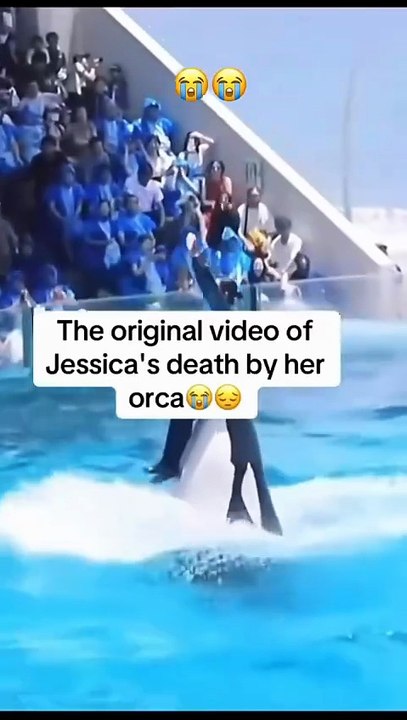 viral orca attack jessica