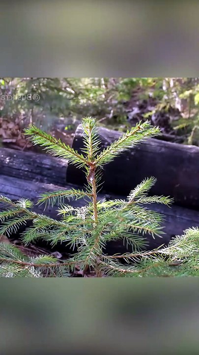 Building a Survival House in the Larch Woods #bushcraft #build #camp #camping #survival #shelter #wi [7368042257200663854]
