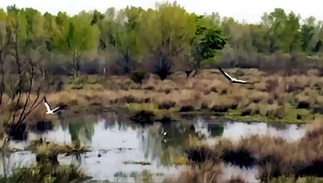 Humedal en Valdetorres de Jarama