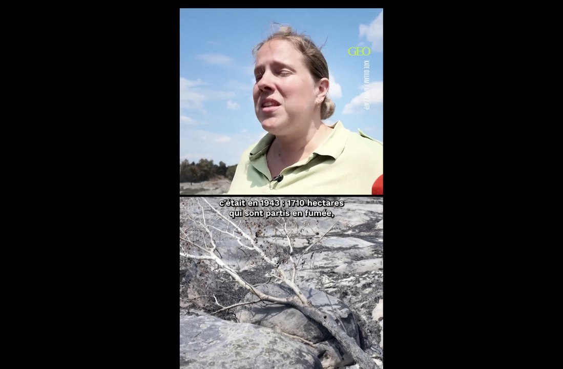 À Fontainebleau, mesurer les dégâts sur la biodiversité après les ravages des incendies