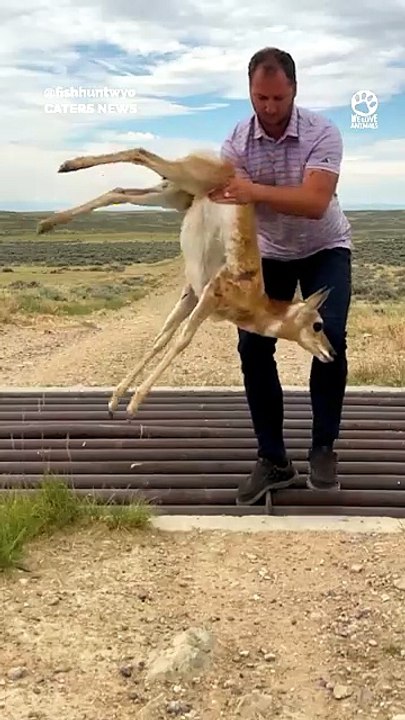 Baby Pronghorn Saved From Cattle Guard#wildlife...