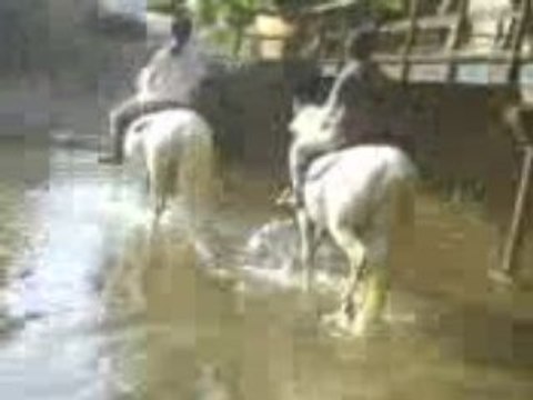 Passage de gué avec les camargues le 27/06