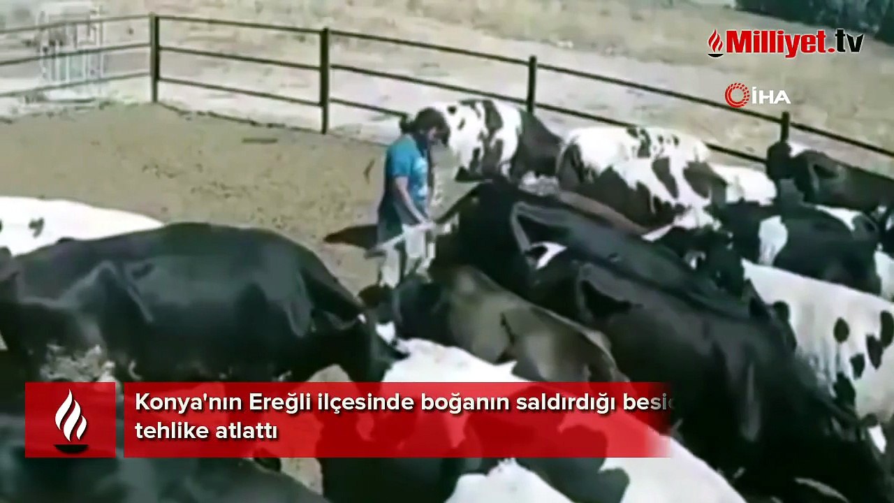 Boynuz darbelerinin hedefi oldu! Bir anda saldırıya geçen...