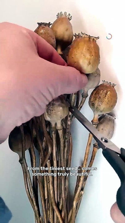 Watch tiny seeds transform into blooming poppies! 🌸