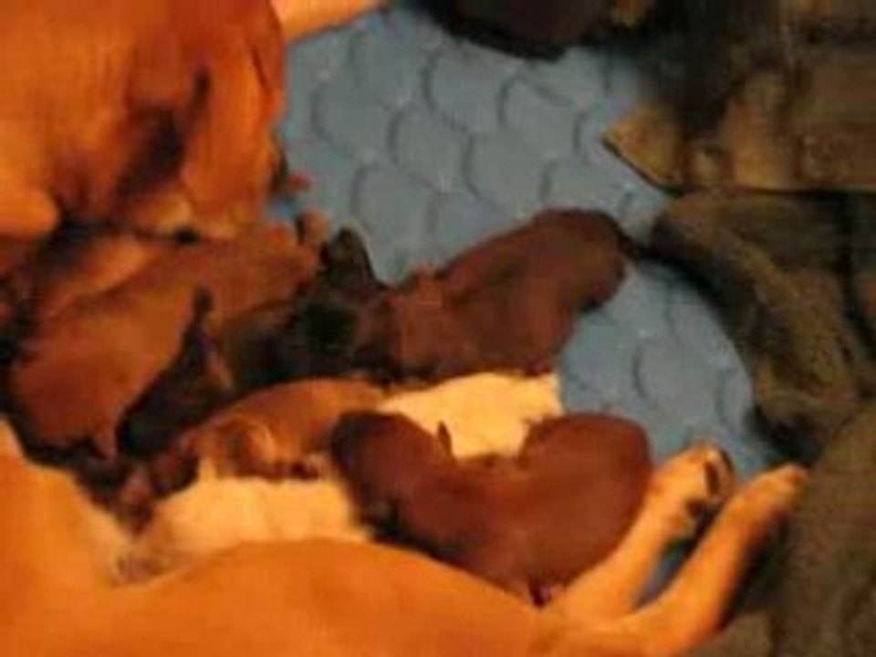 Ginger gives Birth 8/10/07