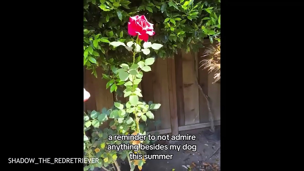 🐶 Canine Comedy Chronicles: The Funniest Dog Fails & Goofy Moments Ever! 😂 | #FunnyDogs #DogComedy #Pets