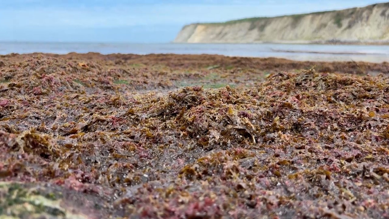 Rugulopteryx okamurae: el alga invasora que colma la playa de Arrigunaga