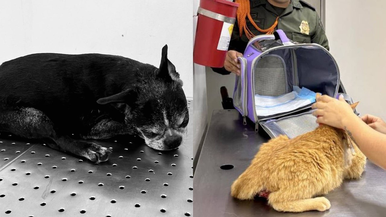 Mujer lanzó del cuarto piso a un perro y un gato tras discusión con su mamá en Medellín