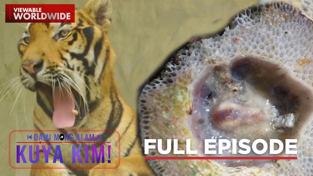 Boss Toyo, binisita si Kuya Kim!; Ilang wild animals, ginawang pet?! | Dami Mong Alam, Kuya Kim!