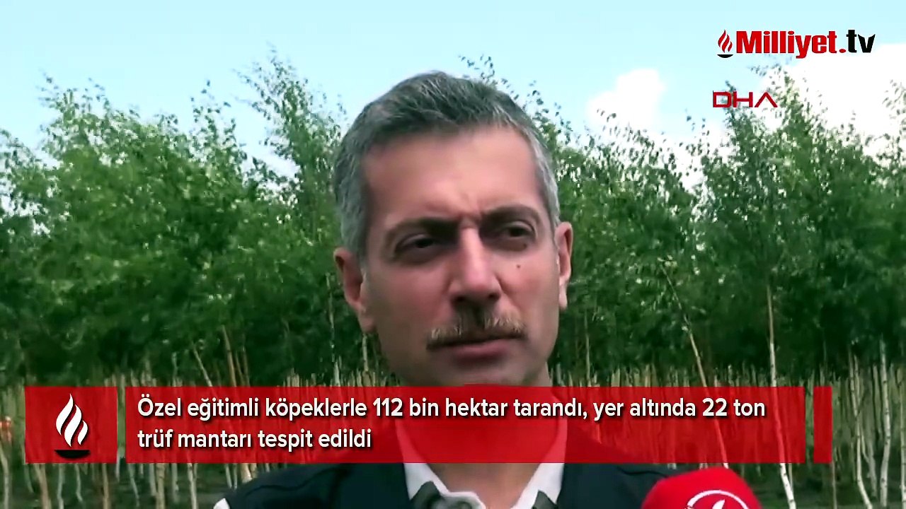Özel eğitimli köpeklerle 112 bin hektar tarandı, yer altında 22 ton trüf mantarı tespit edildi