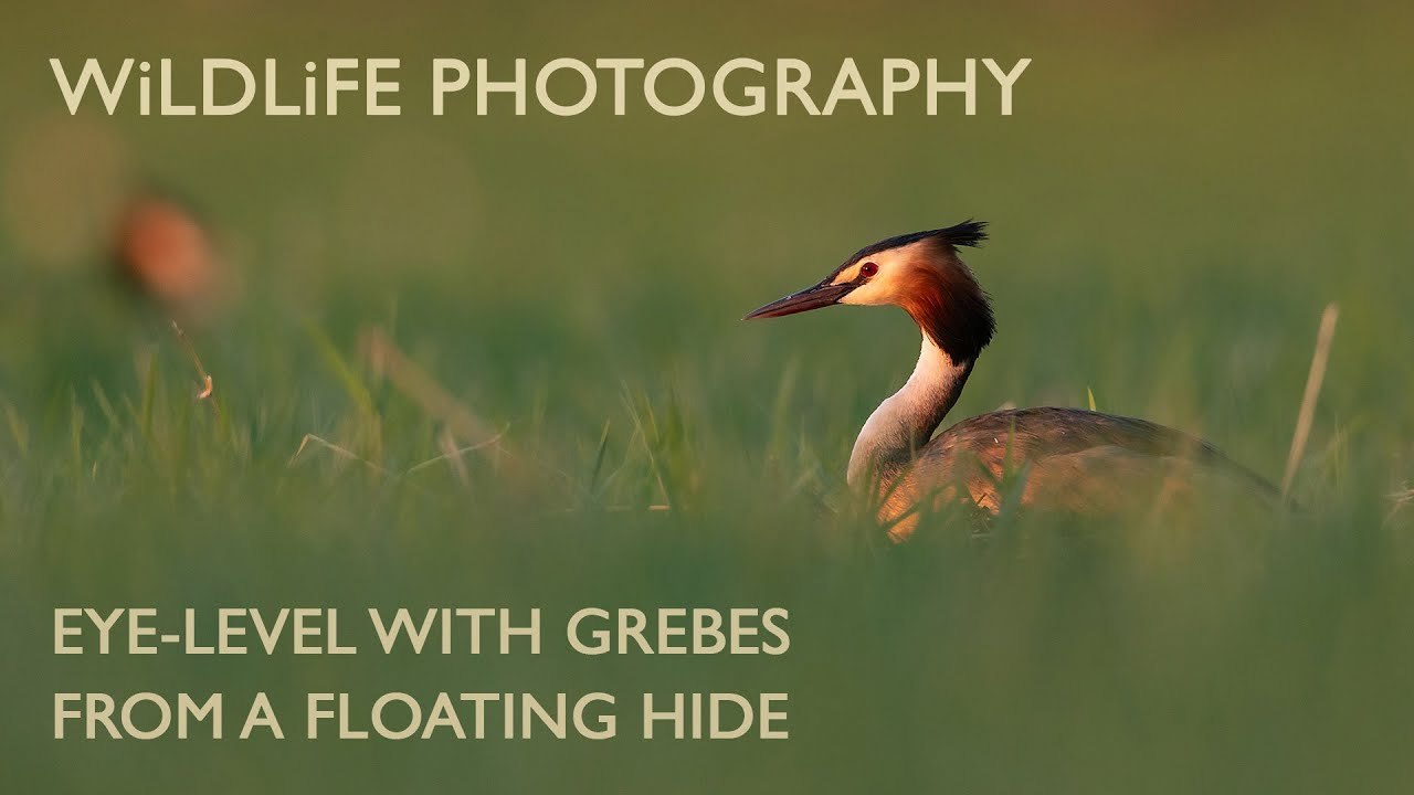 Eye level wildlife photography from a floating hide : Entering the world of Great Crested Grebes