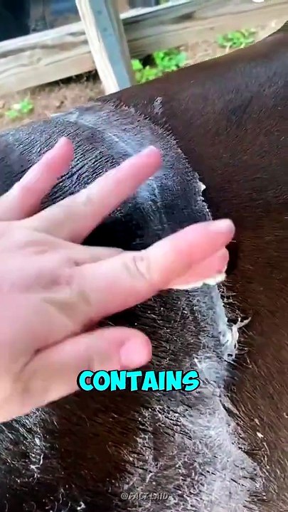 The Truth Behind a Horse’s ‘Bubble Bath’ Look
