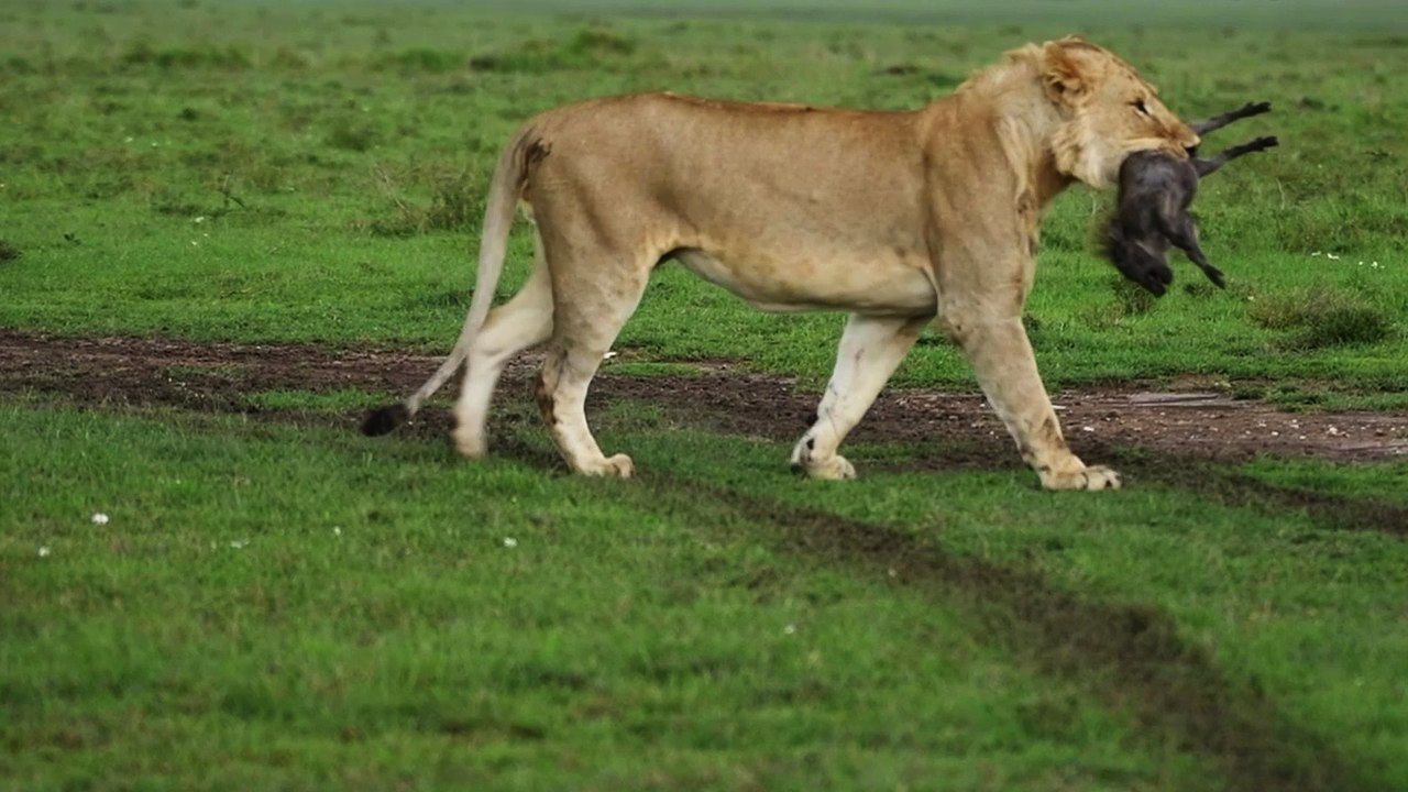 Shocking Encounter: Lionesses Attack Warthog Piglet in Maasai Mara