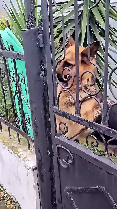 😍😍😍😍Funny German Shepherd dog🤣🤣🤣🤣🤣#cute #fun#germansherphef#😍😍#😍funny😍 Viral videos #