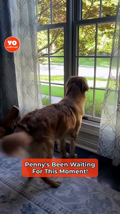 Emotional Dog Reunites with Beloved Owner After Brief Separation