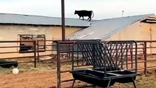 Cow on roof