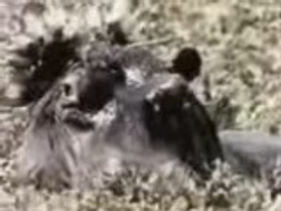 Le singe marseillais