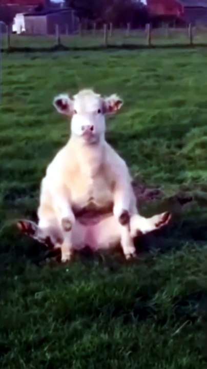 Dancing cow