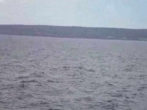 Golfe du Saint Laurent rorqual commun