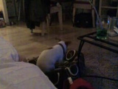 jack russel notre petit d'jack 4 mois