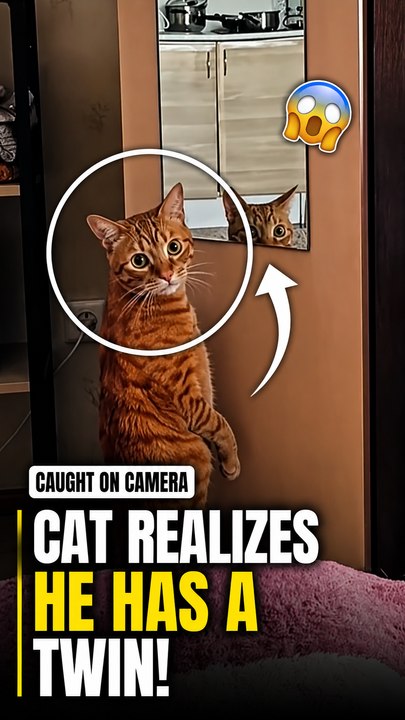Cat Encounters Its Mirror Image and Questions Reality