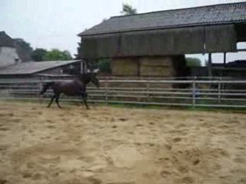 Blacky saute en liberté