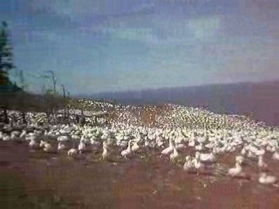 Île Bonaventure Fous de Bassan