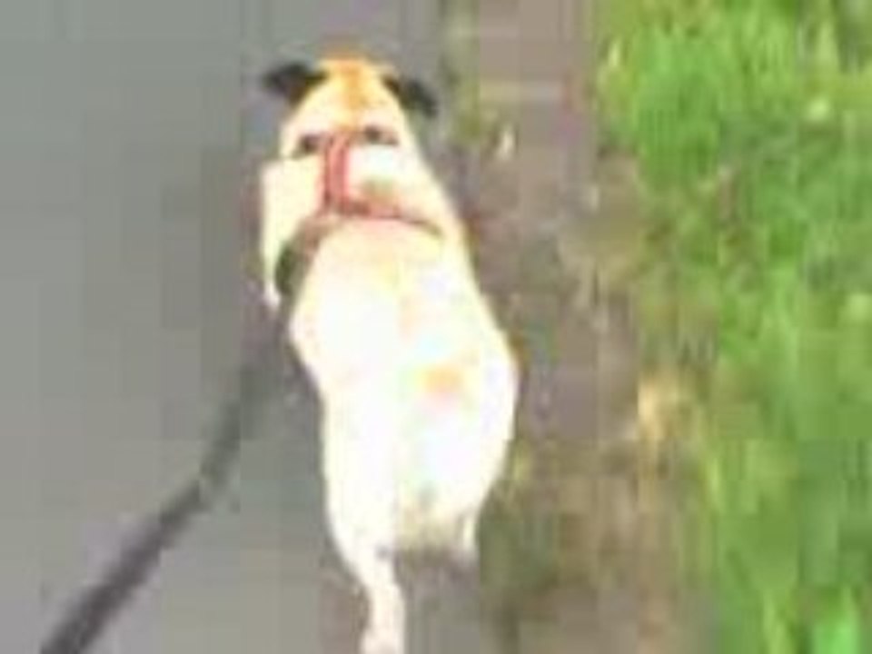 Hündin püppy on tour