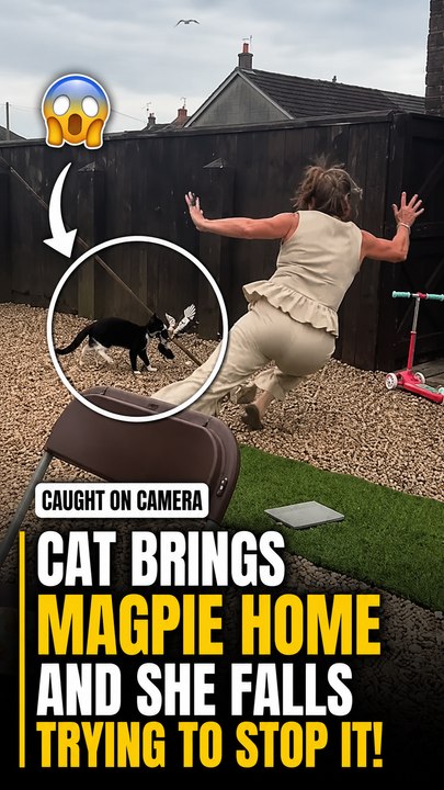The determined cat reacts with pure persistence to bring its prize indoors