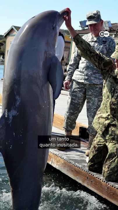 O exercito de Golfinhos