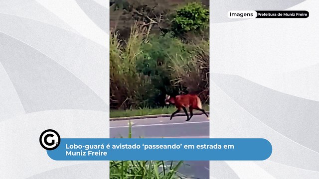 Lobo-guará é avistado ‘passeando’ em estrada em Muniz Freire
