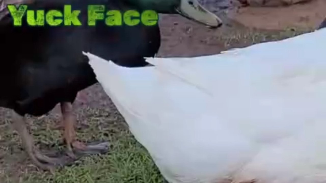Duck_Yuck_Face