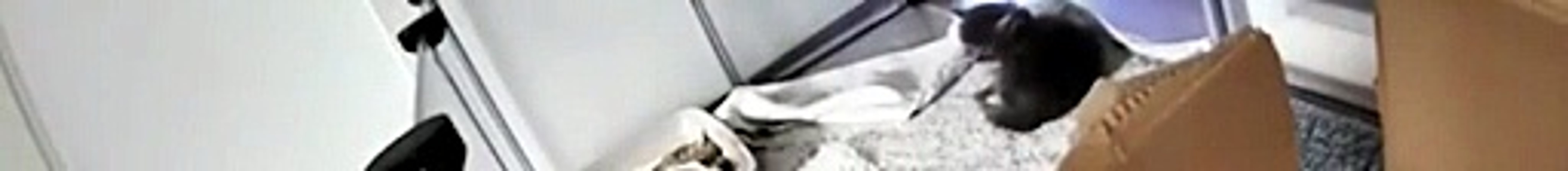 2.1-Cats Wrecking EVERYTHING On Their Way! 🤣 Funny Cat Video (up)