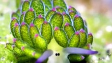 Esse Animal Parece Um Pokémon de Verdade?! 🐑🌿