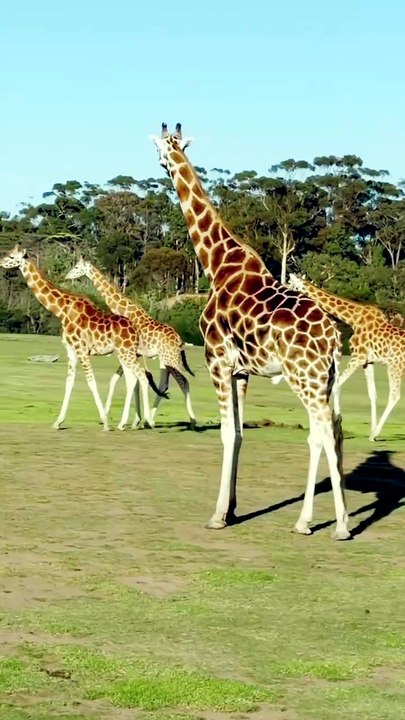 The Wildest Giraffe Facts You Won't Believe!