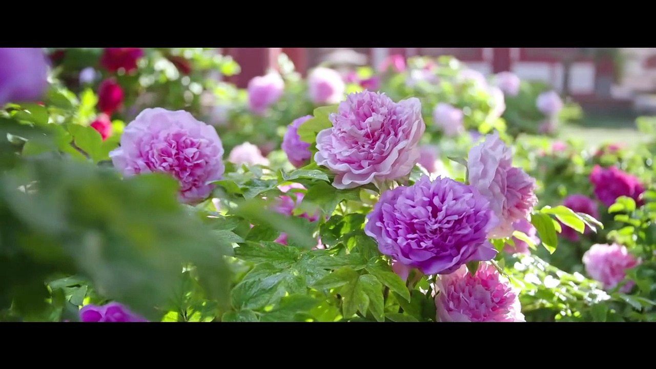 Flourished Peony Episode 2 I FULL MOVIES ENGLISH SUB
