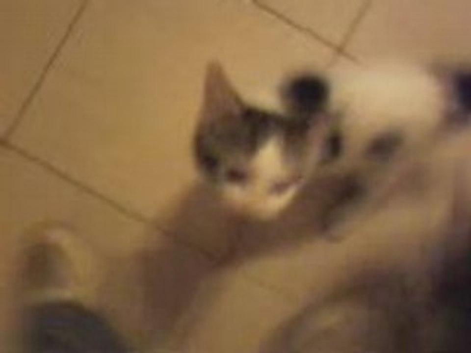chats