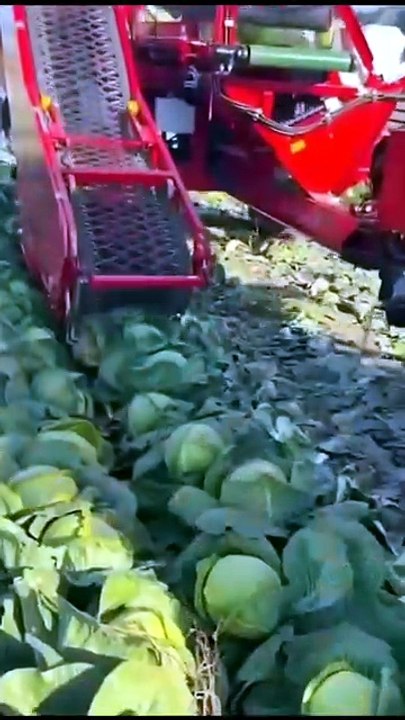 Relaxing & Oddly Satisfying Harvesting Process You Can’t Stop Watching! 😍