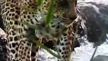 Breathtaking Safari Footage Of A Wild Leopard Engaging In A Deadly Struggle With A River Crocodile