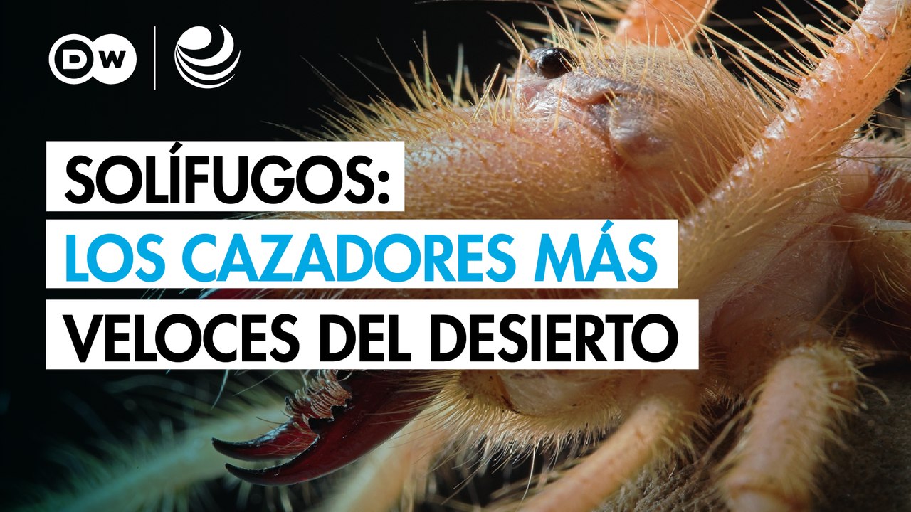 Solífugos: arácnidos feroces con mandíbulas gigantes