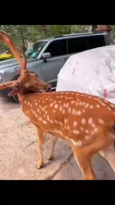 Funny video