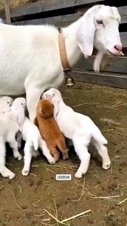 It's not good to be a disobedient child, brother. Your mother can breastfeed you, you know.
