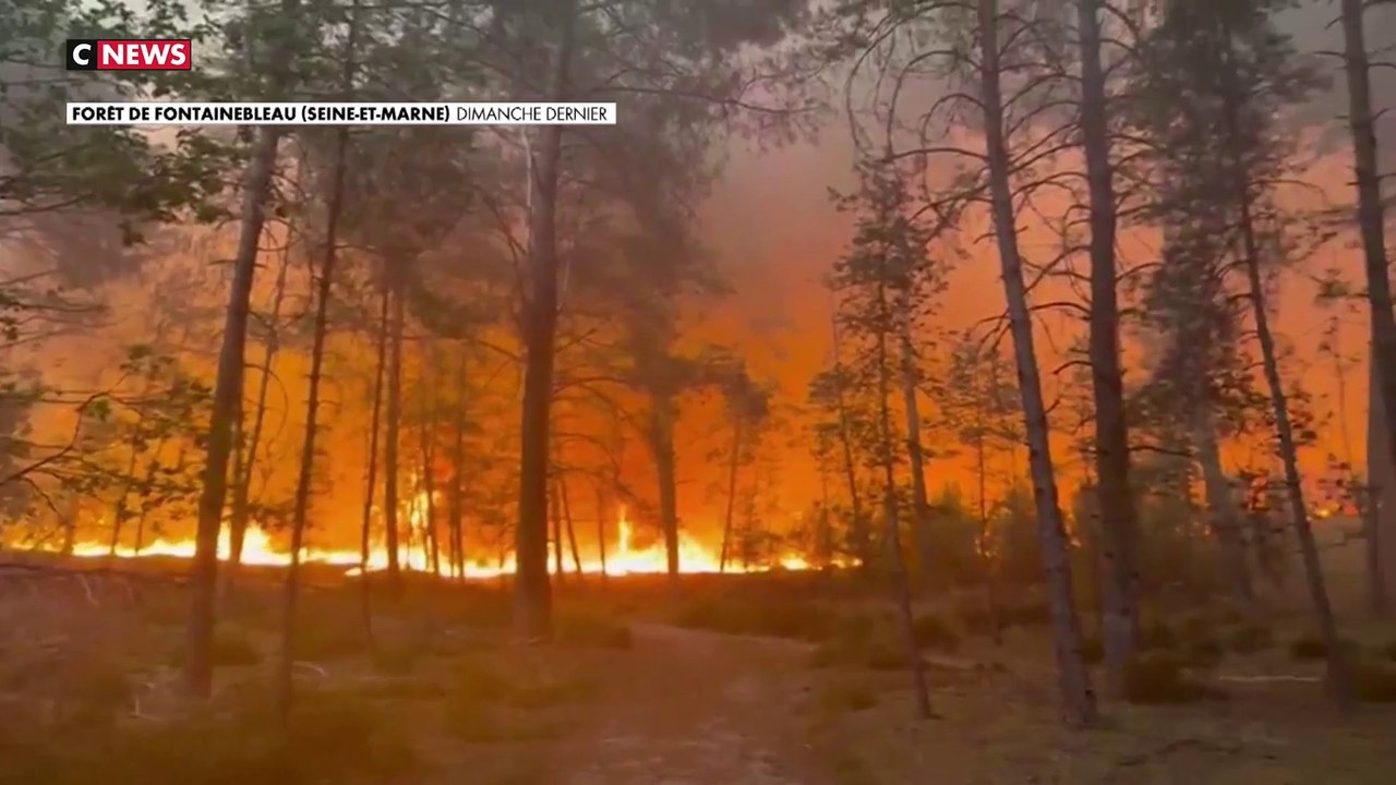 Feux de forêt : le profil des pyromanes qui mettent le feu