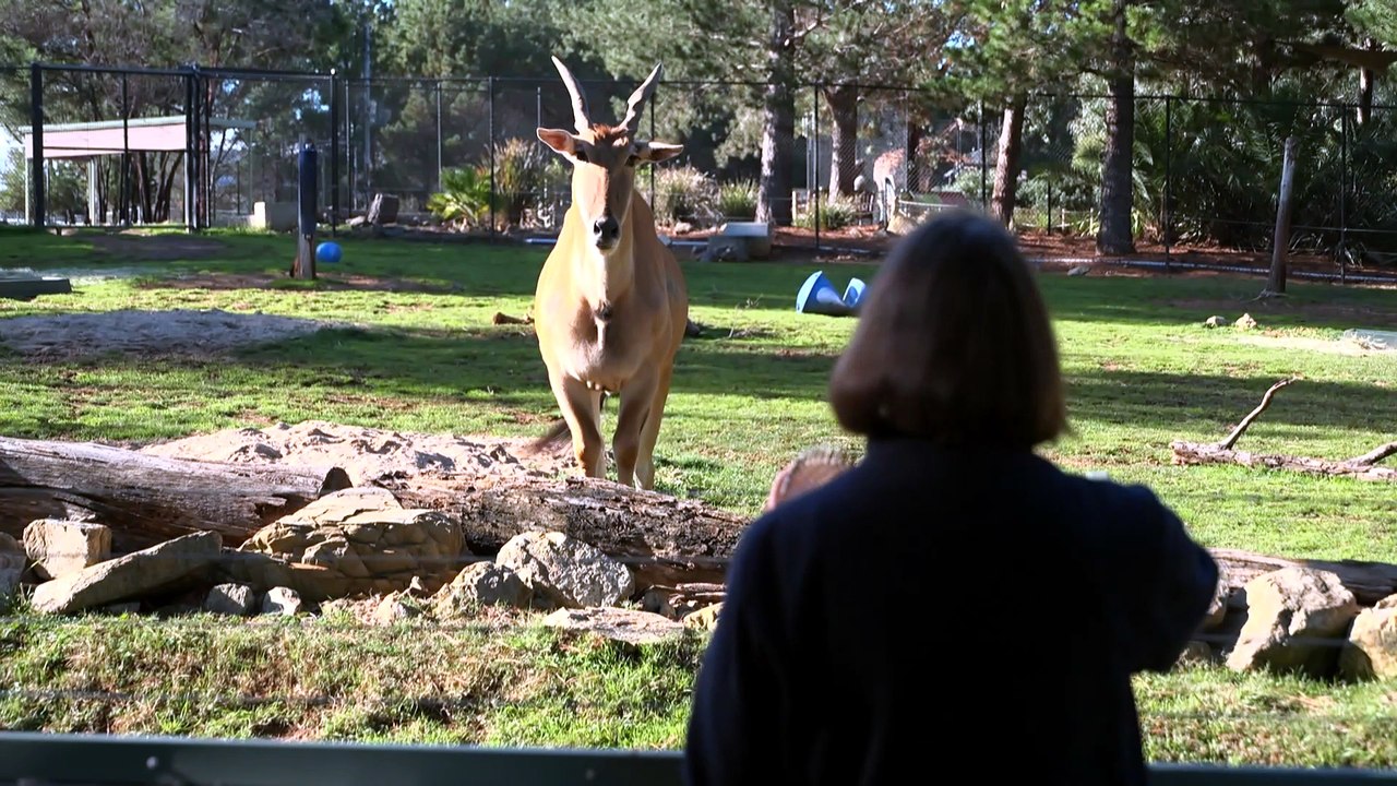Harpist performs personalised concert to resident of Canberra Zoo