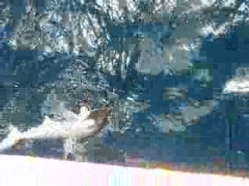 requin, marteau, nouvelle, caledonie, lagon