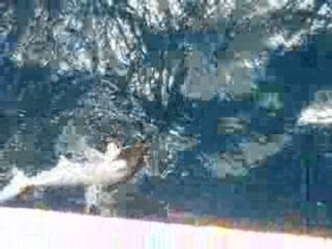 requin, marteau, nouvelle, caledonie, lagon