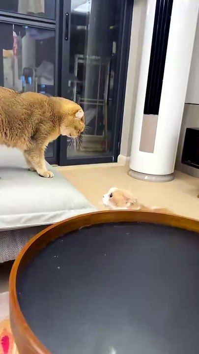 Cat Showdown! 😹 The Funniest Face-Off Between Two Cats