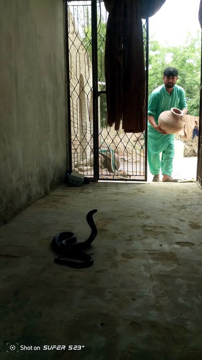 Ghar me itna bra snake a gya